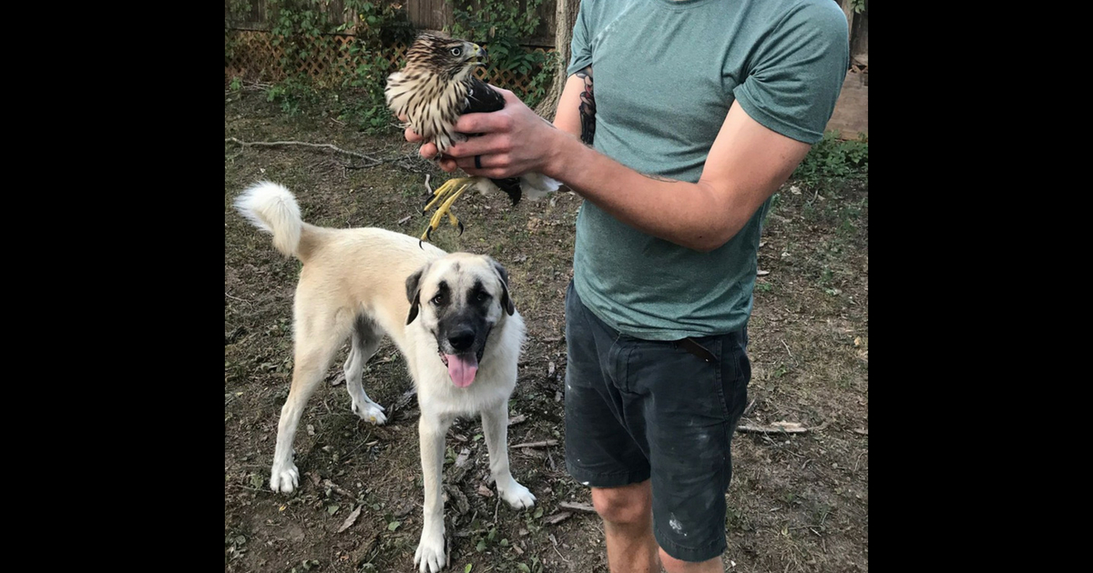 A hawk tried to steal pet chickens, but their pet dog wasn't having it.