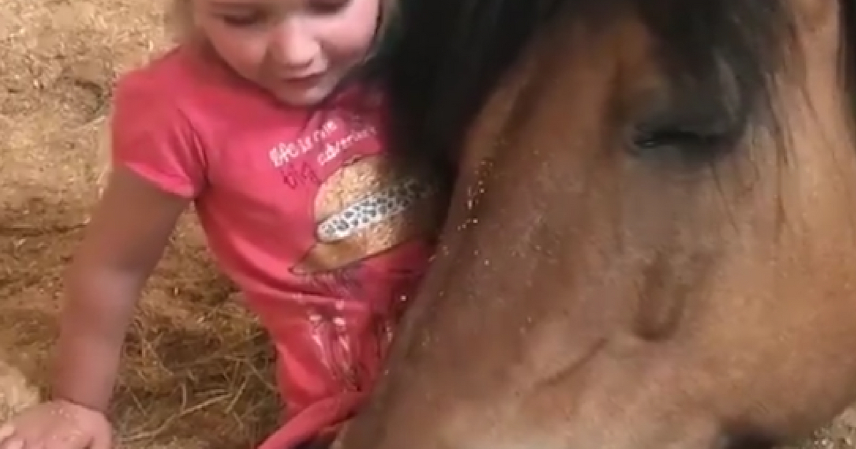 A horse fell asleep on a little girl's lap.