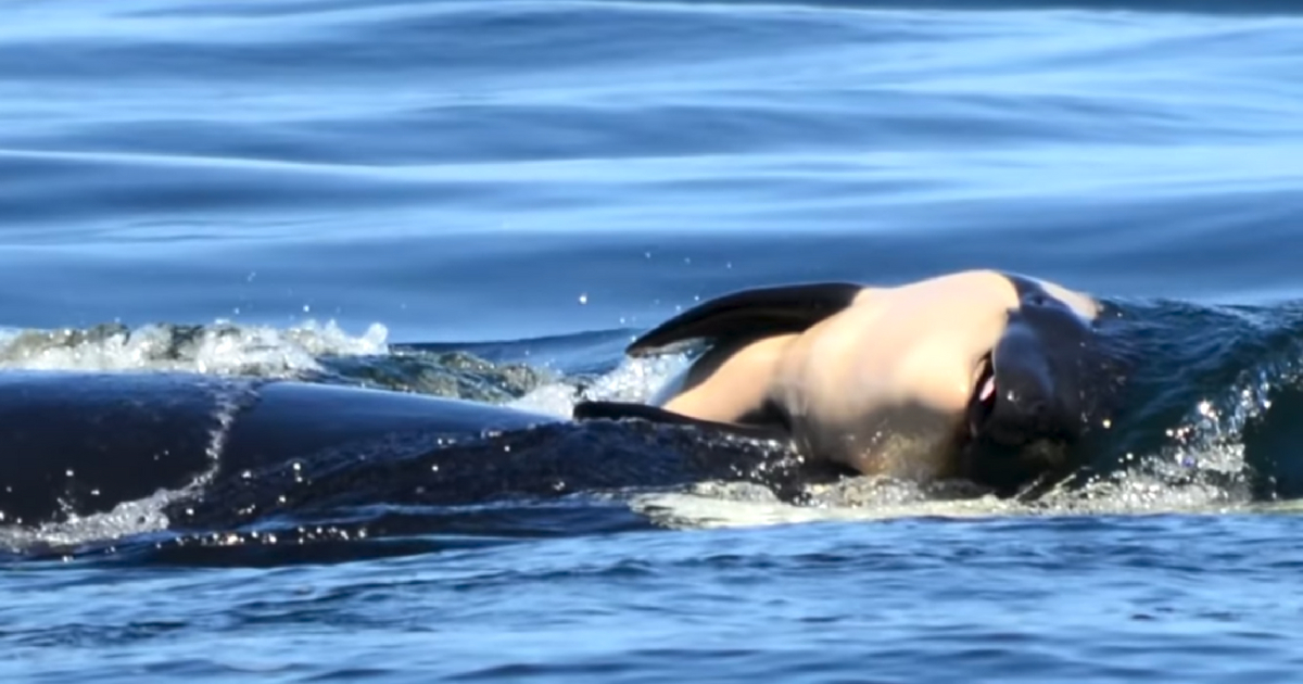Killer Whale pushes dead calf for 17 days.