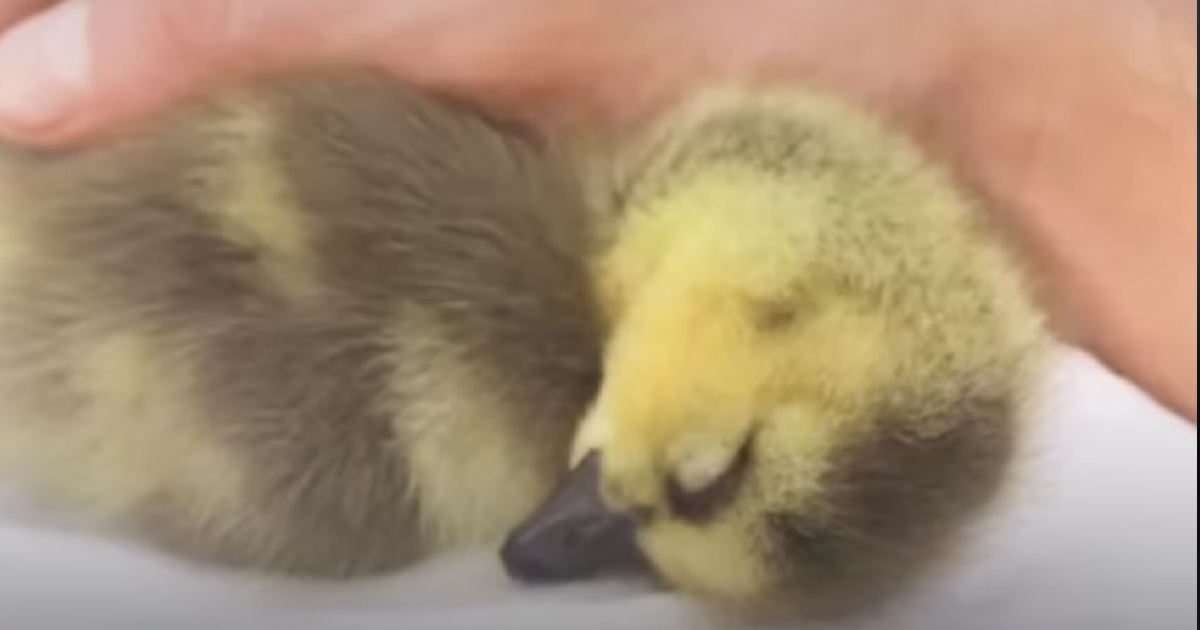 A man saves an abandoned gosling and creates a bond with her.