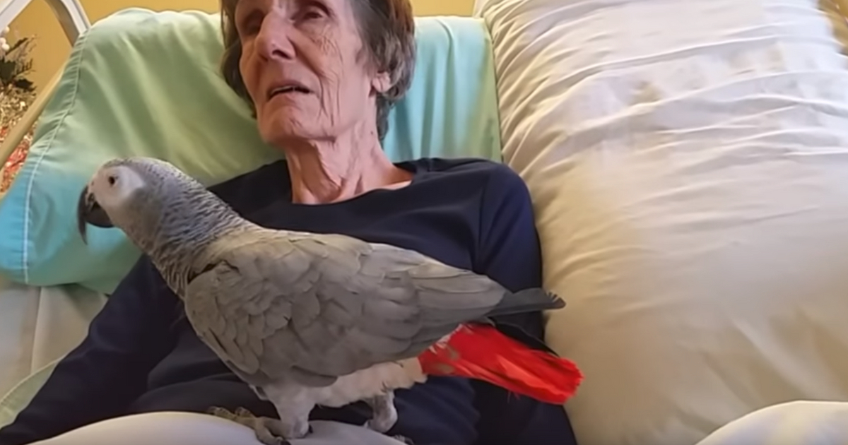 Parrot Grieving Owner