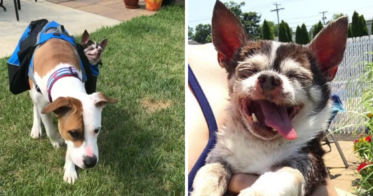 A pit bull carries a paralyzed Chihuahua on his back during his final days.