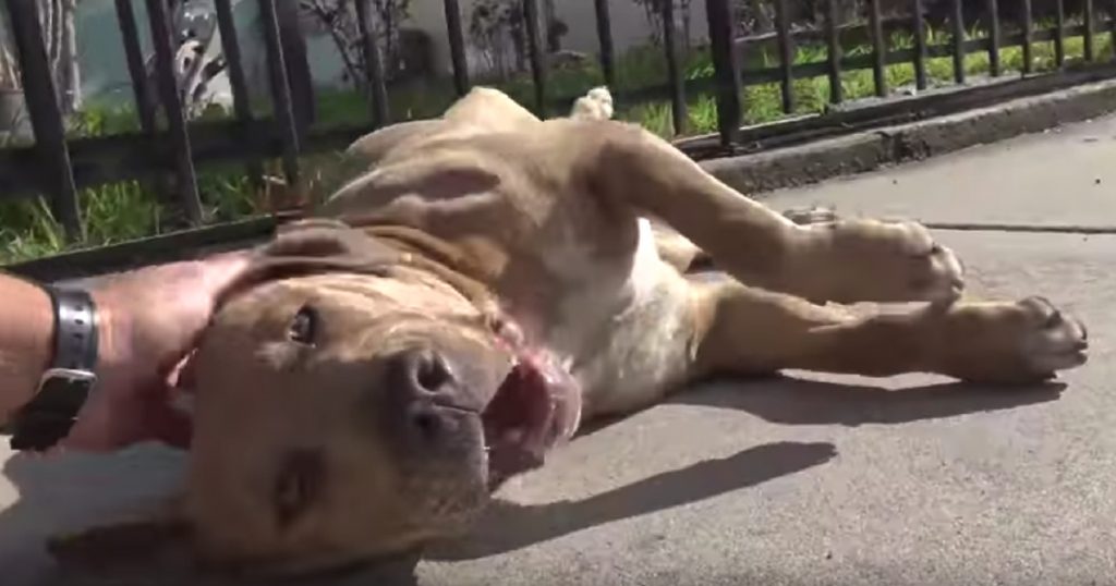 Sweet Pit Bull Found Abandoned in Street, Then Rescuers Meet Owner Who ...