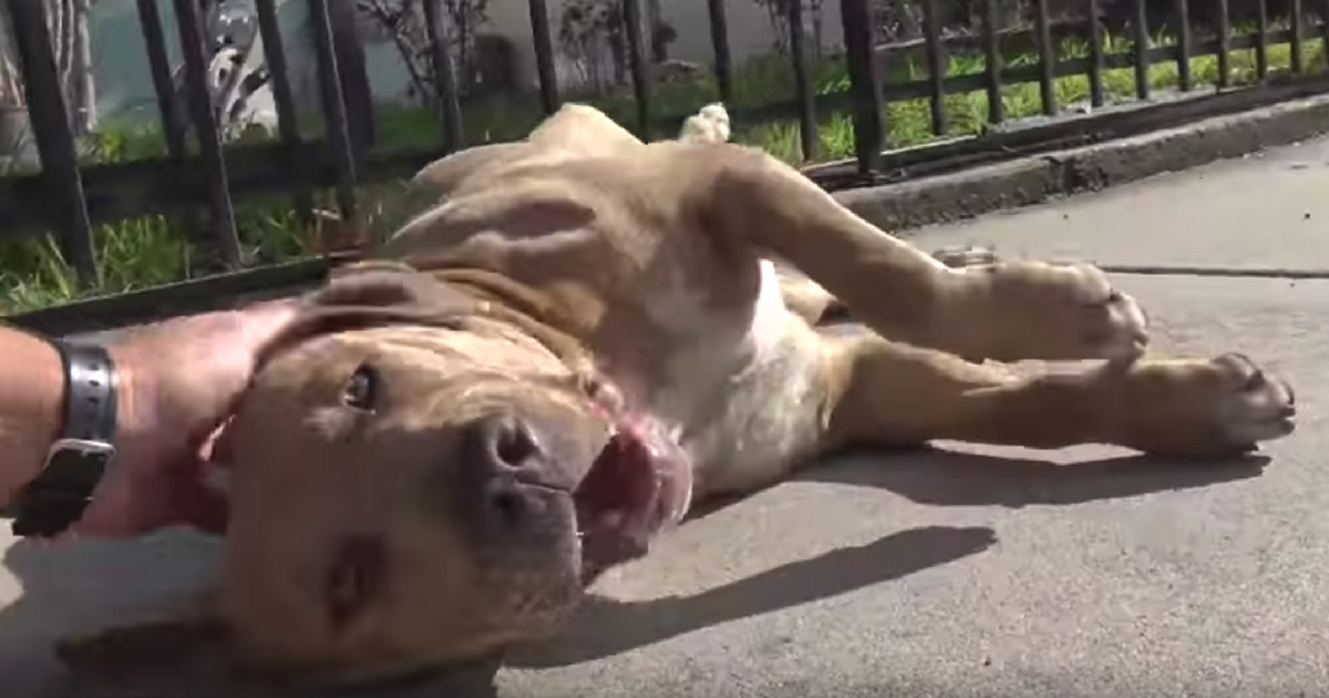 Pit Bull Rescue