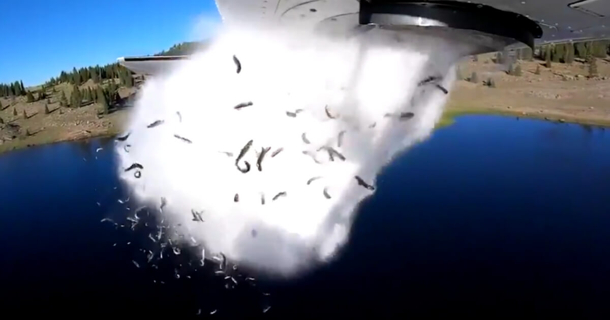 Plane Dropping Fish