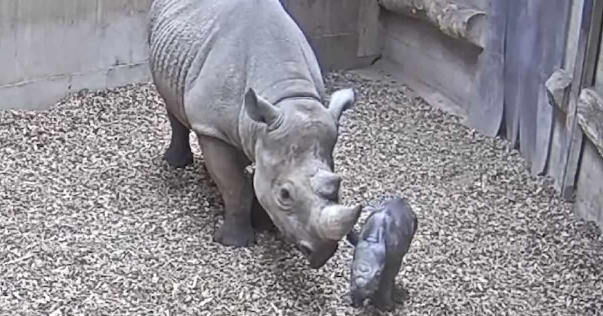 A black rhino gave birth in front of zoo guests, giving them a real treat.