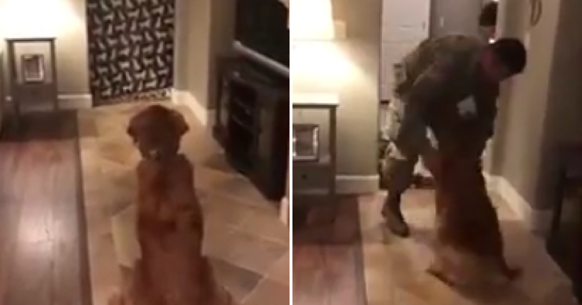 Soldier Surprises Dog