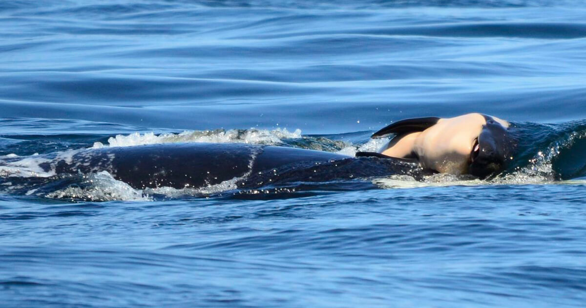 Tahlequah the whale carrying her decreased calf