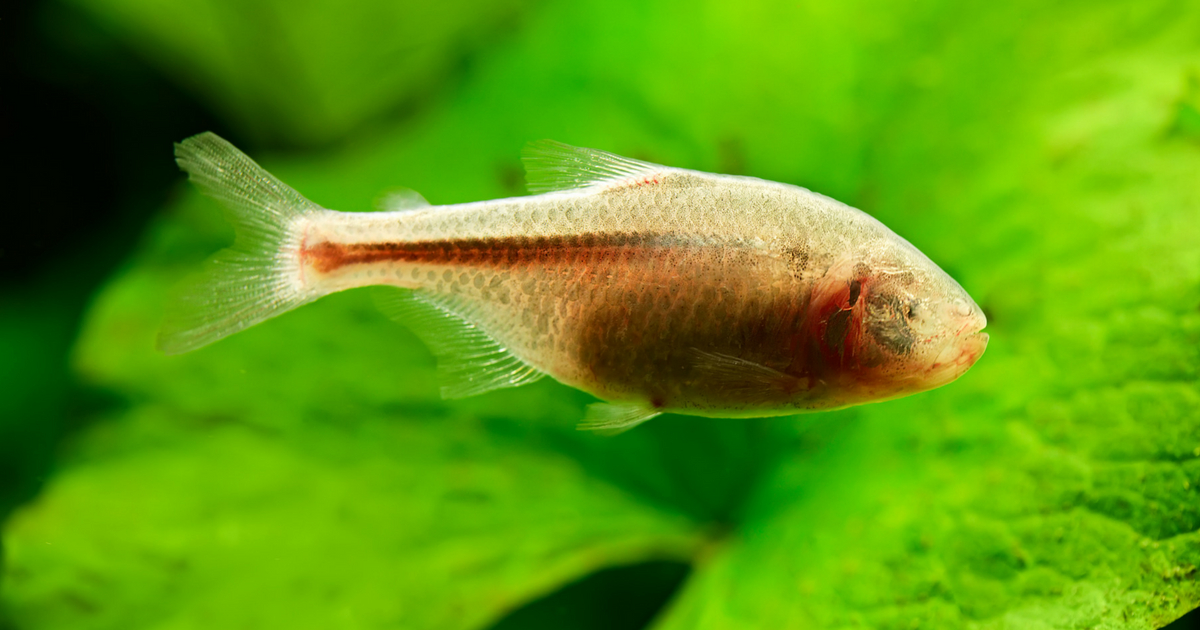 Blind cave fish swimming underwater.