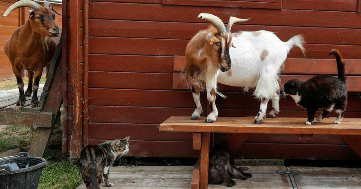 Two goats and three cats hang out outside a barn.