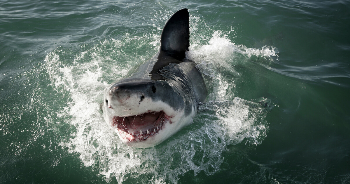 Great white shark leaping out of the water.