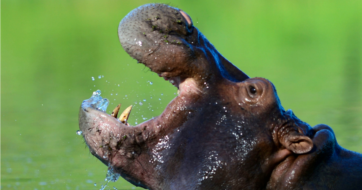 Hippo with mouth open