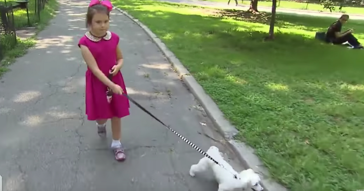 Little girl walks dog