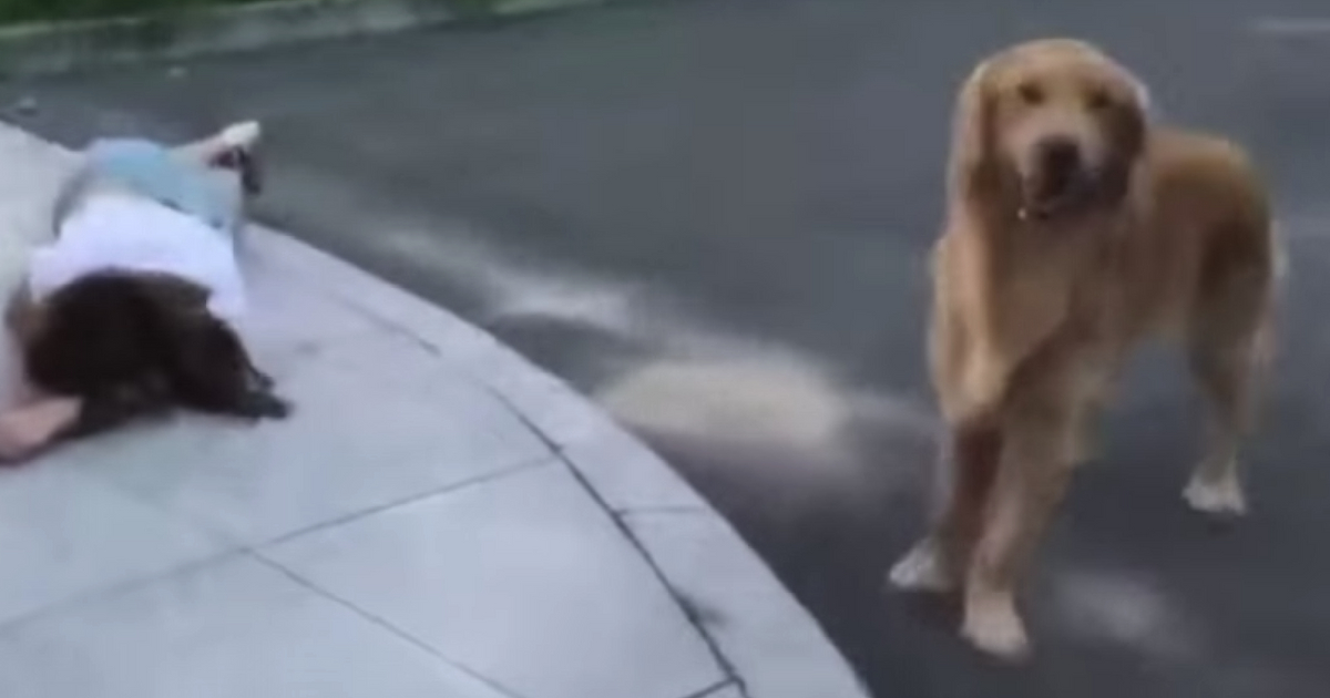 A loyal golden retriever stands by its owner