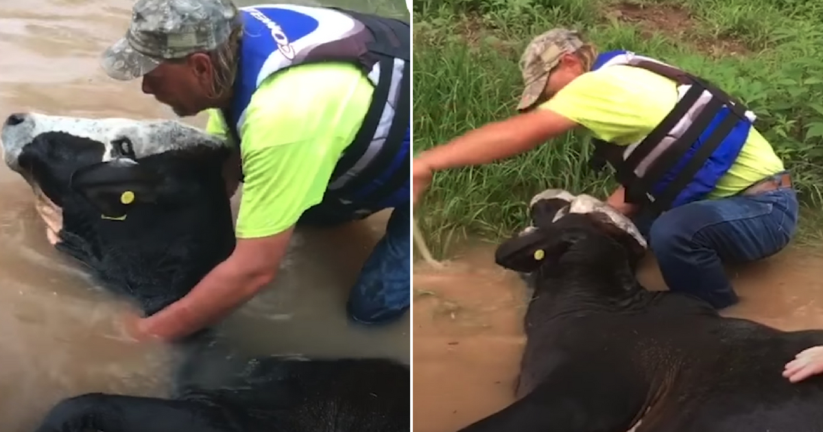Man helping a cow that was drowning in the water