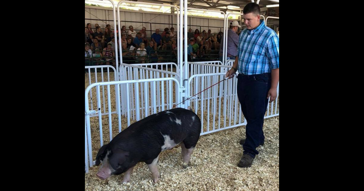 Aa teen in a blue plaid shirt with his big black and pink pig who he auctioned off for cancer research.