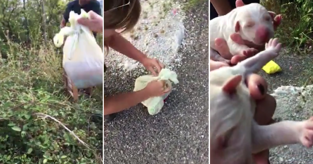 A couple found three puppies in a plastic bag and helps raise them.