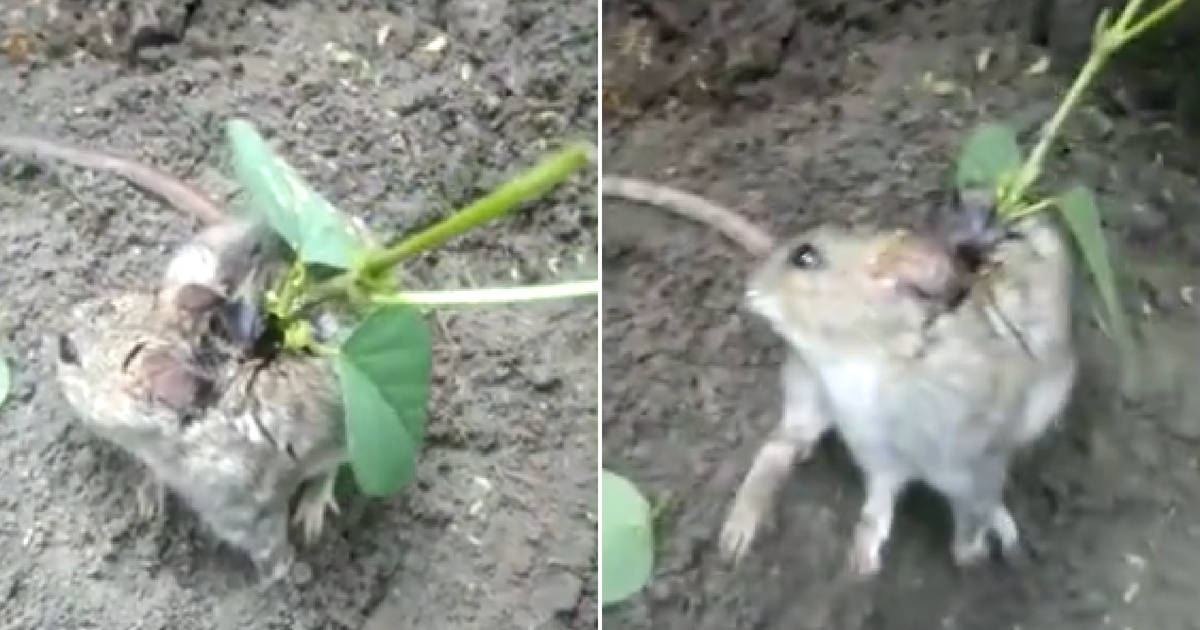 A tiny rat with a plant growing out of its back.