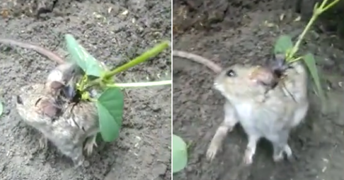 Farmers Rush To Save 'Freak Rat' in Severe Pain, Soy Bean Plant Growing