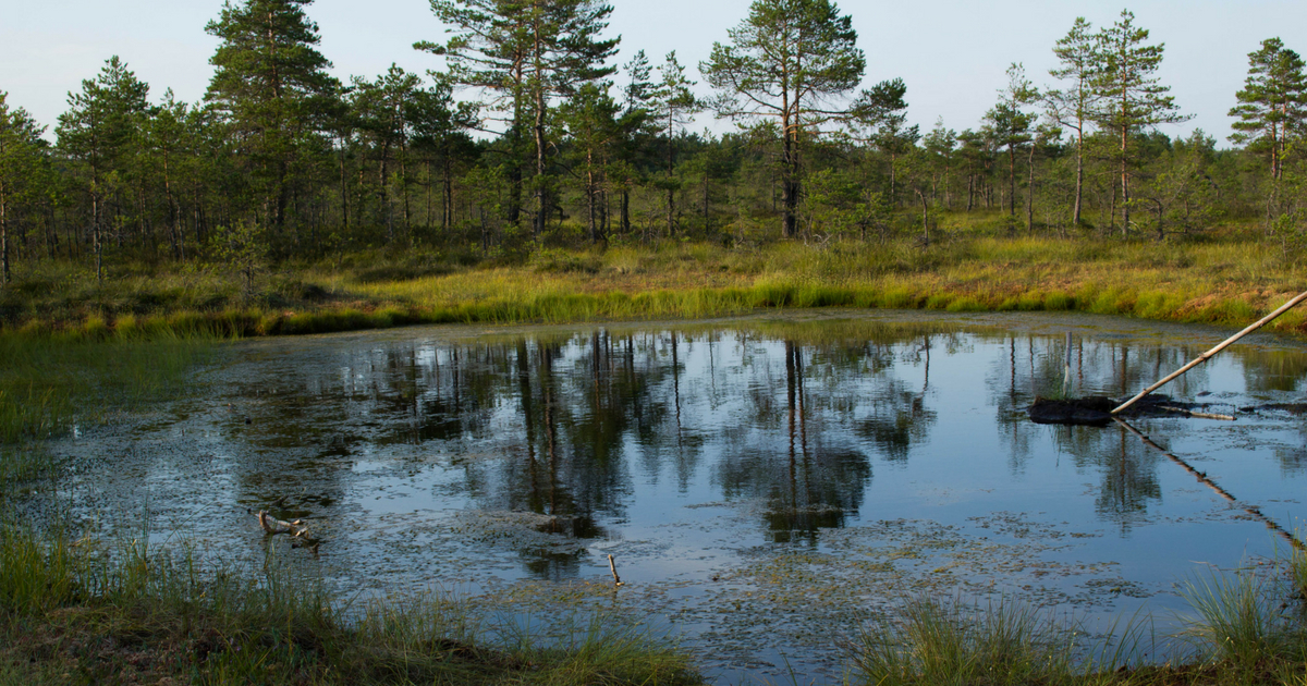 A circular swamp.