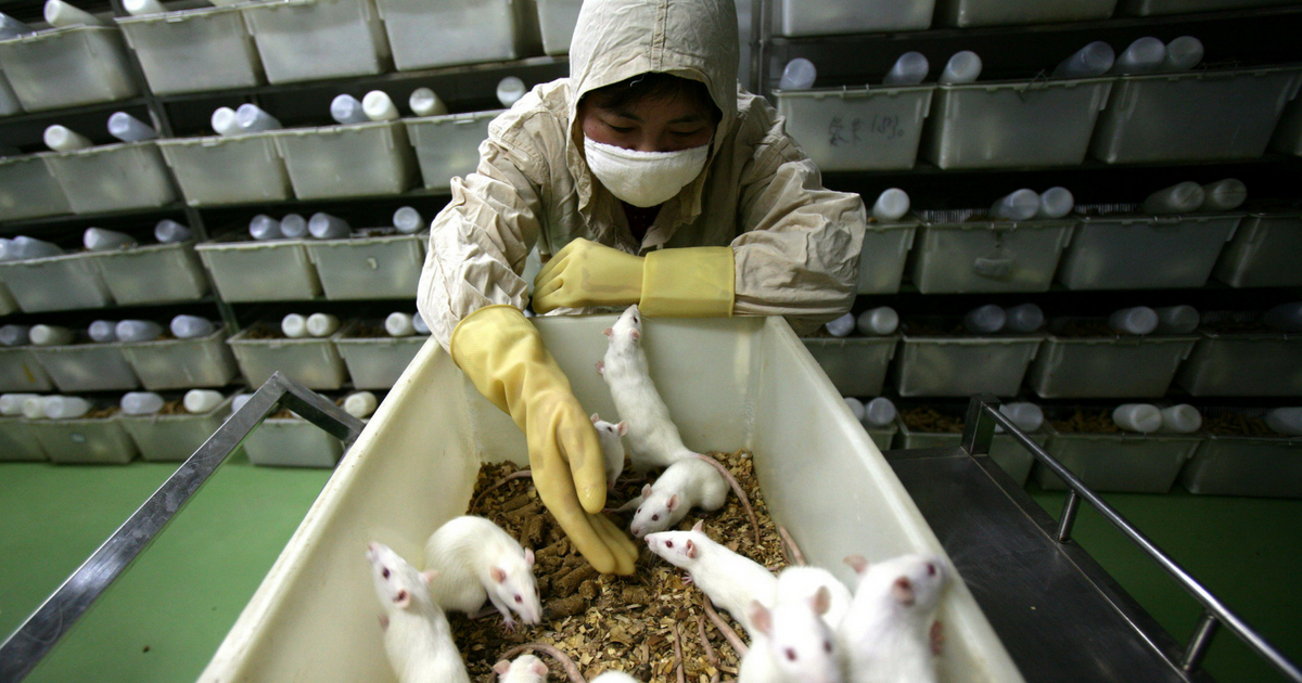 A worker feeds white rats at an animal laboratory of a medical school on February 16, 2008 in Chongqing Municipality, China.