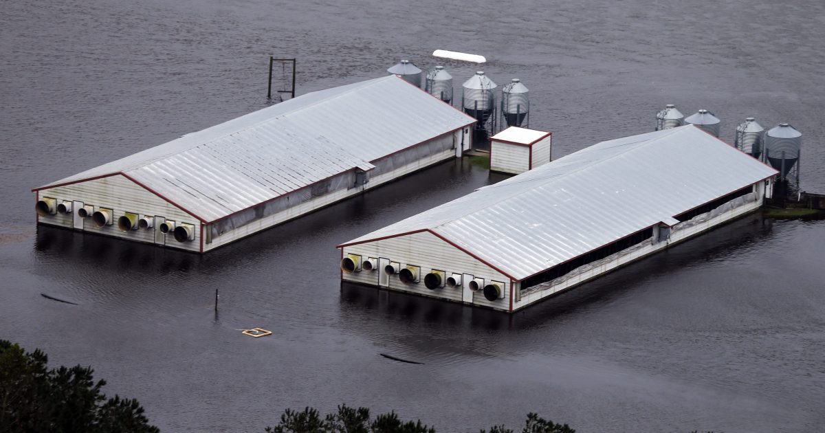A hog farm is inundated with floodwaters from Hurricane Florence near Trenton, North Carolina, on Sunday.