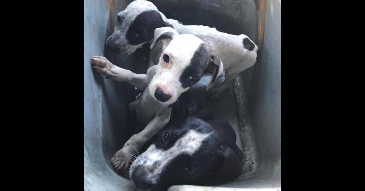 Abandoned Pups in Bucket