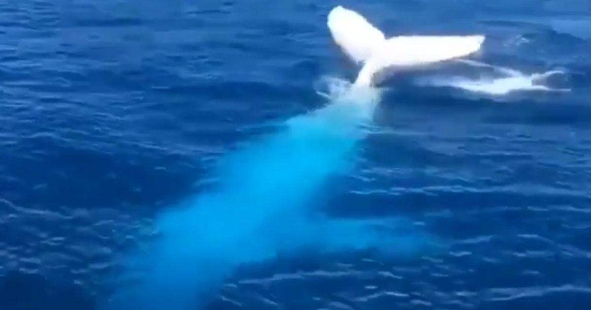 Albino Whale Breach