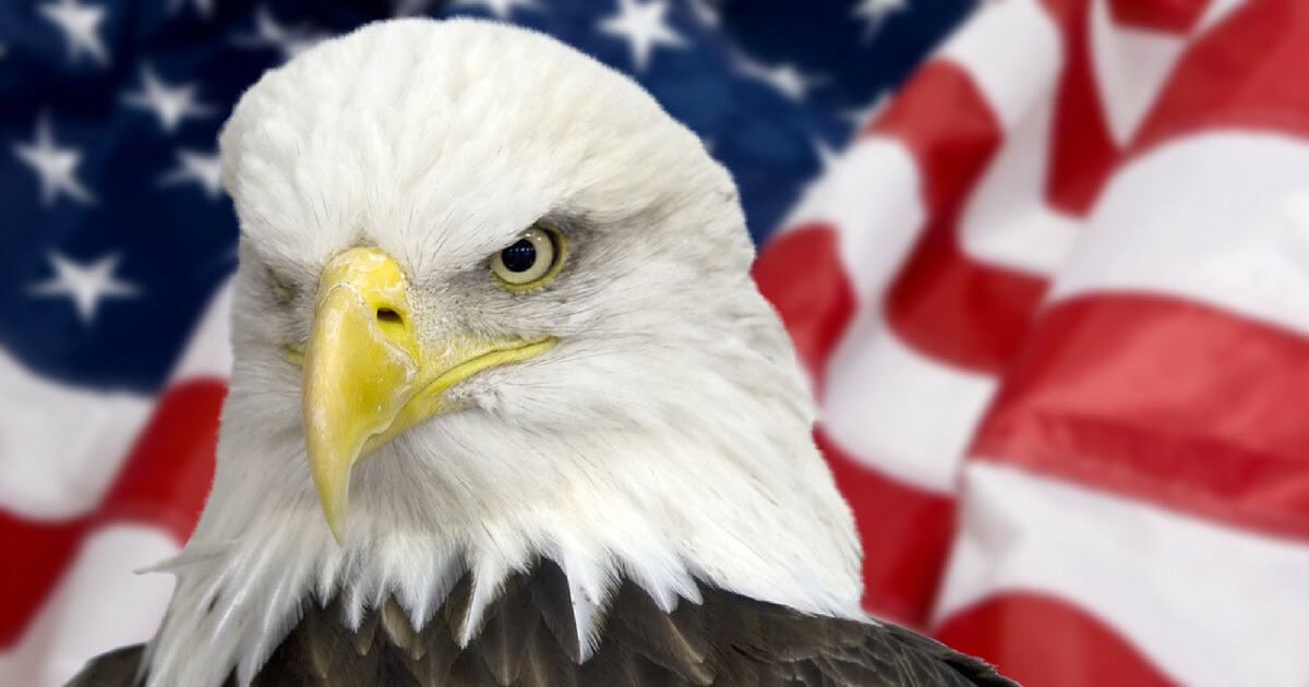 A bald eagle is pictured in front of an American flag