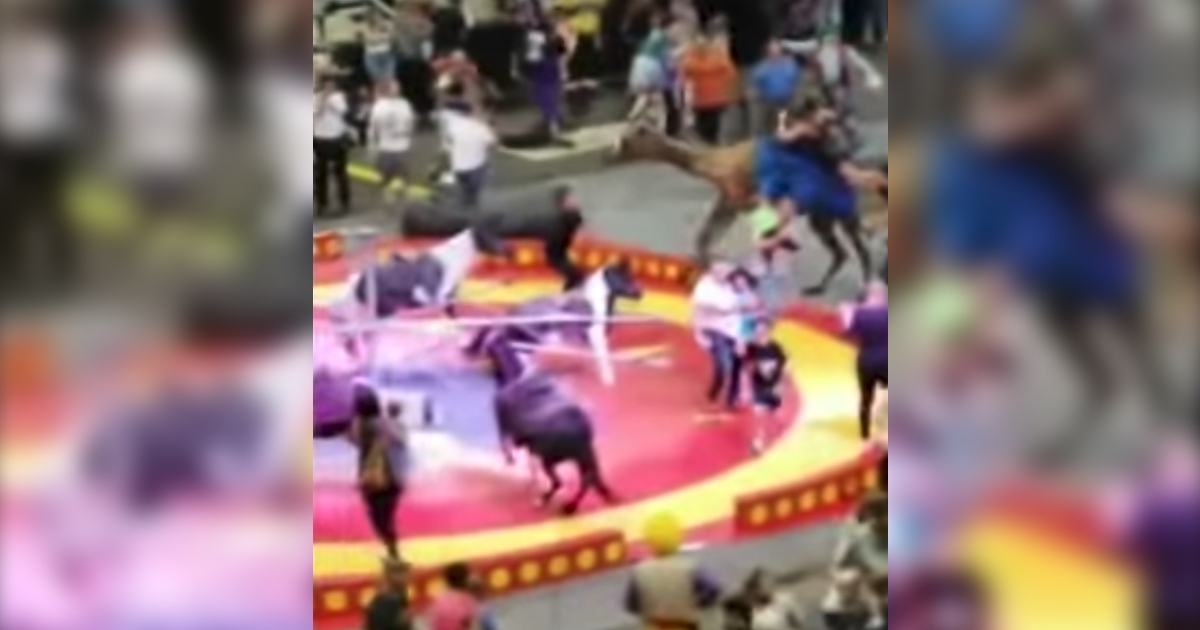 A camel ride at intermission of the Shrine Circus at the PPG Paints Arena in Pittsburgh turned dangerous when the camel was spooked and went on a rampage, injuring seven people.
