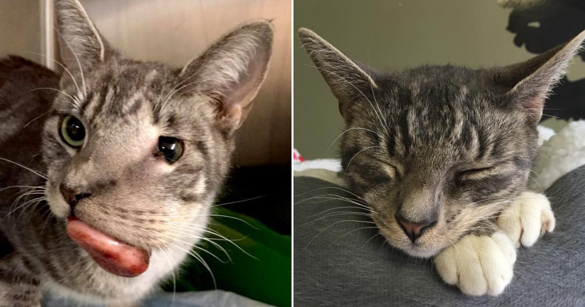 Cat with tumor and then the cat after surgery.