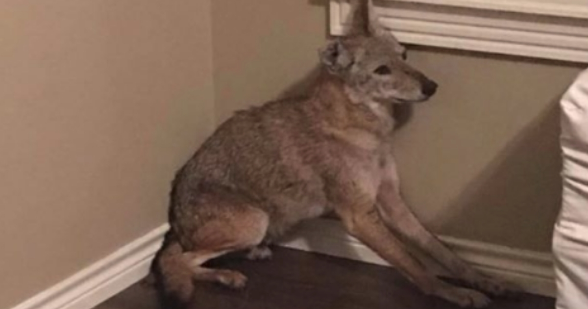 Coyote in Bedroom