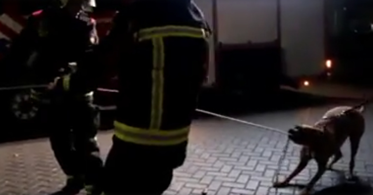 Dog Helps Firefighters with Rope