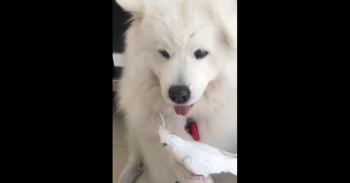 White dog holding a white bird.