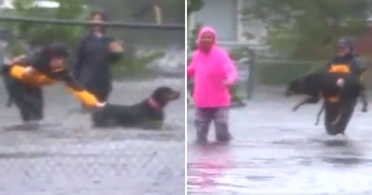 Reporter carrying a dog through the water.