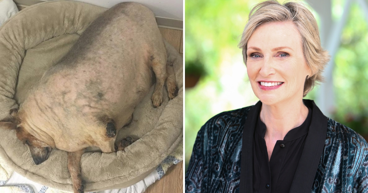 An obese dog and Jane Lynch.
