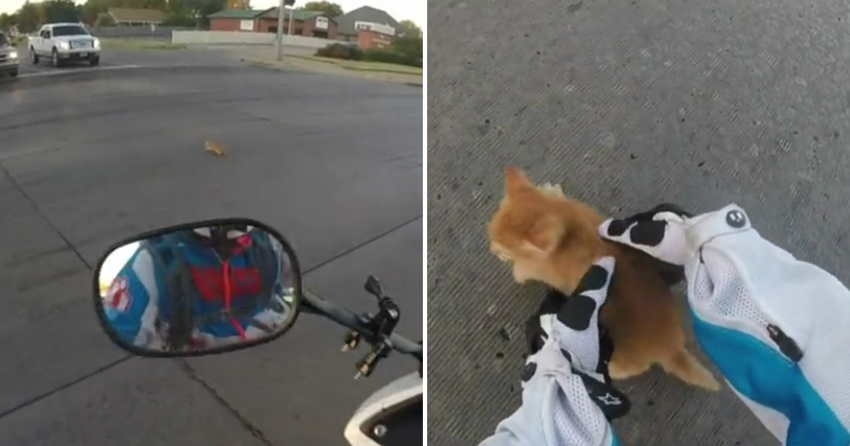 A motorcyclist runs into traffic to save kitten.
