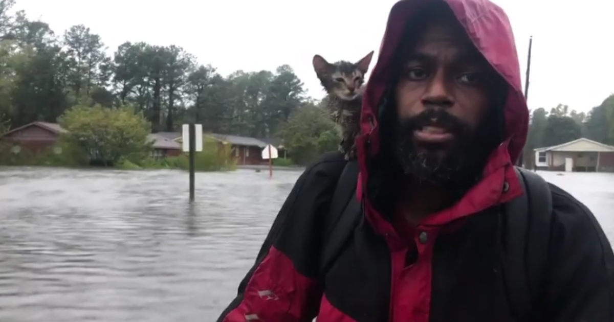 Kitty Rescued from Hurricane