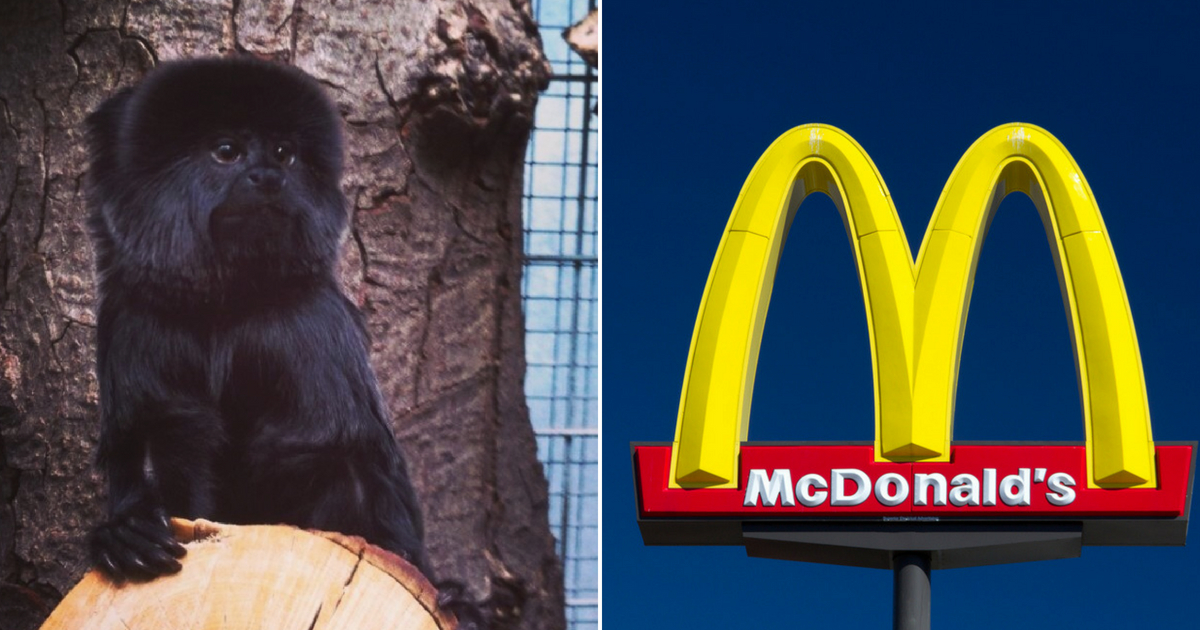 Little monkey next to a McDonald's sign.