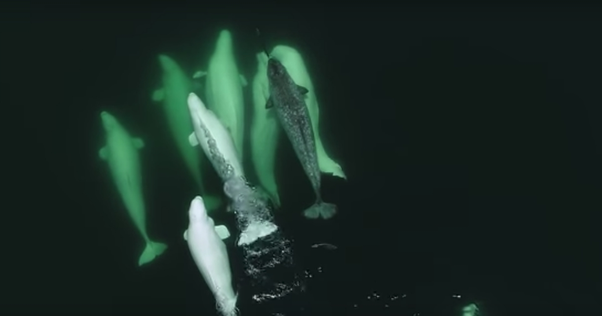 Narwhal Welcomed to Whale Pod