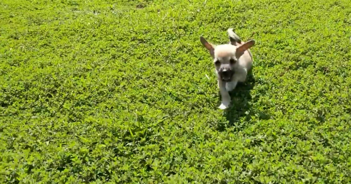Little puppy running through grass after being rescued.