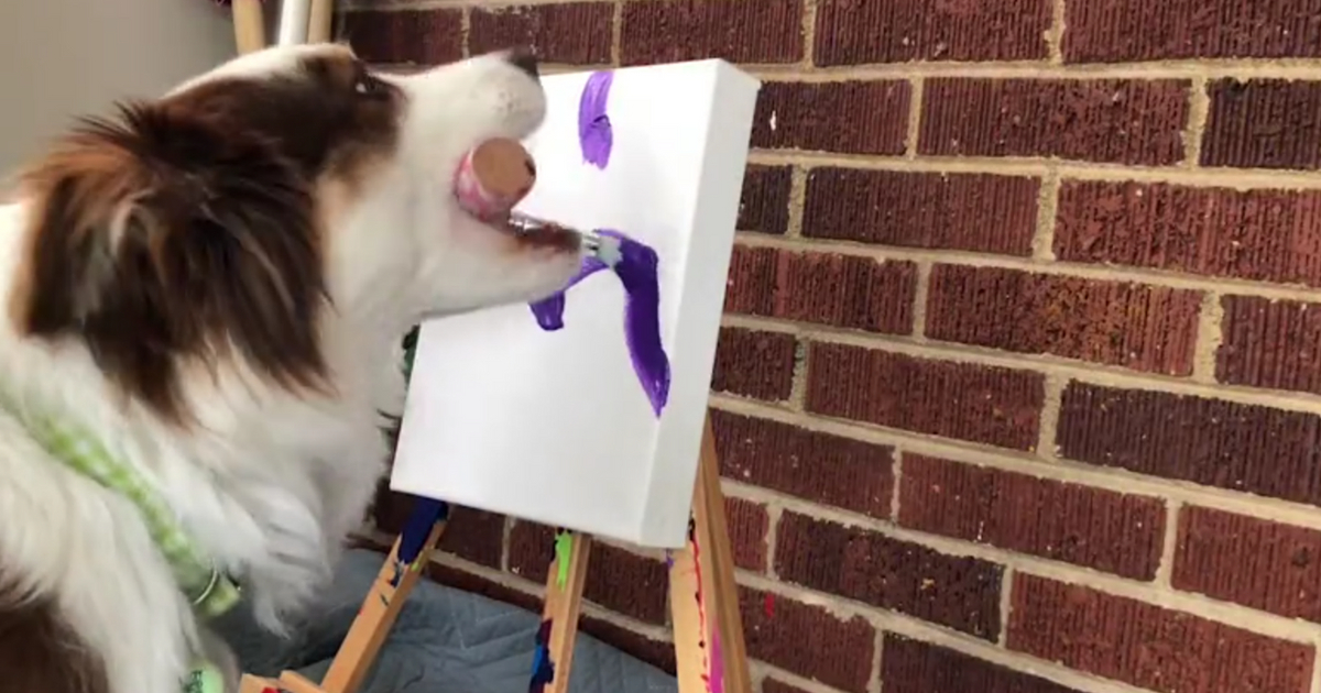 An Australian Shepherd holds a paint brush in her mouth and paints.