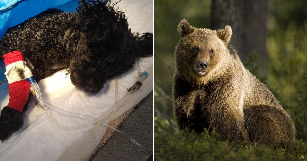 A little dog protected his family from a bear.