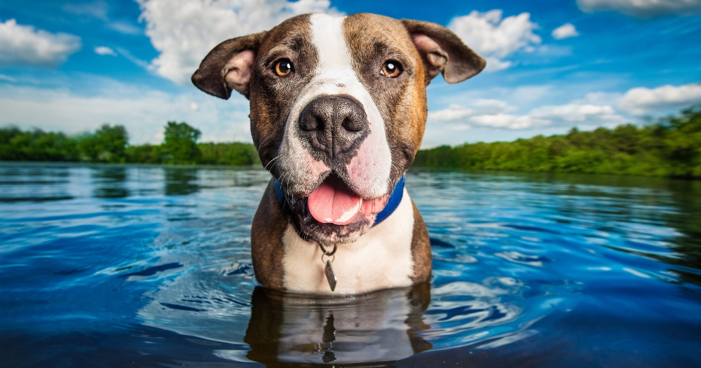 Joshie the dog goes for a swim, Dog Breath Photography