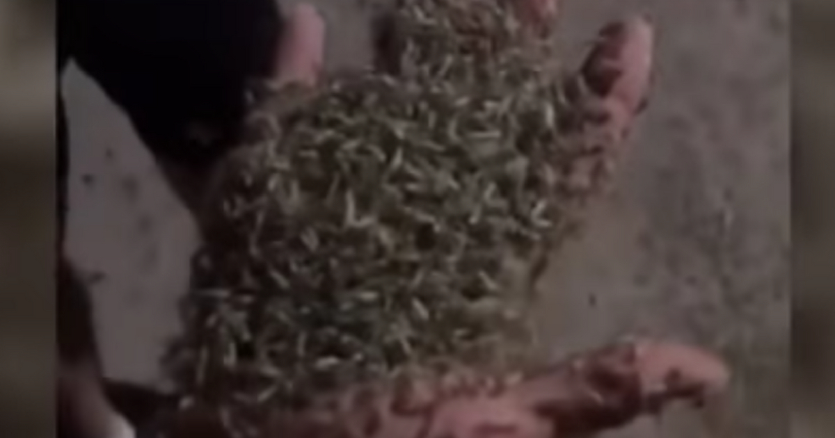 Swarms of midges have descended on a Russian town