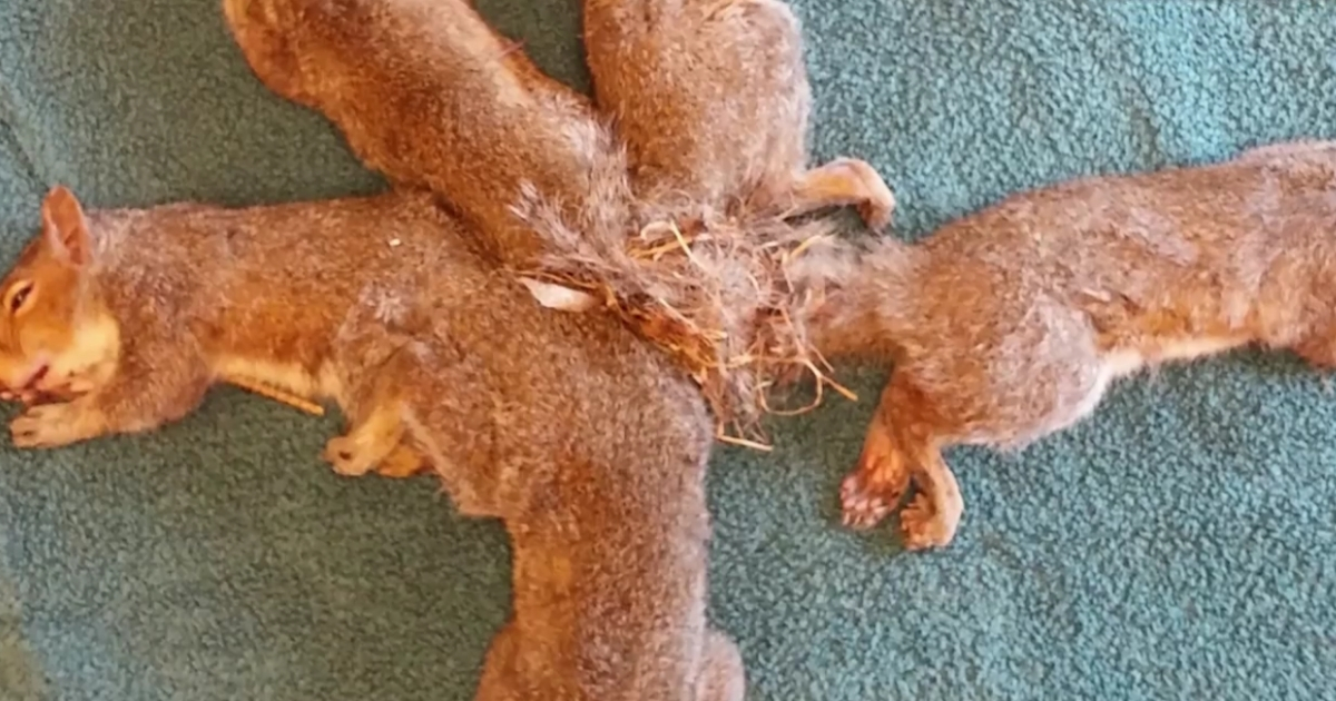 Squirrel Tails Tied Together