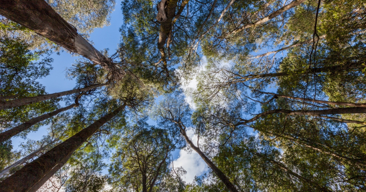 Tree Canopy