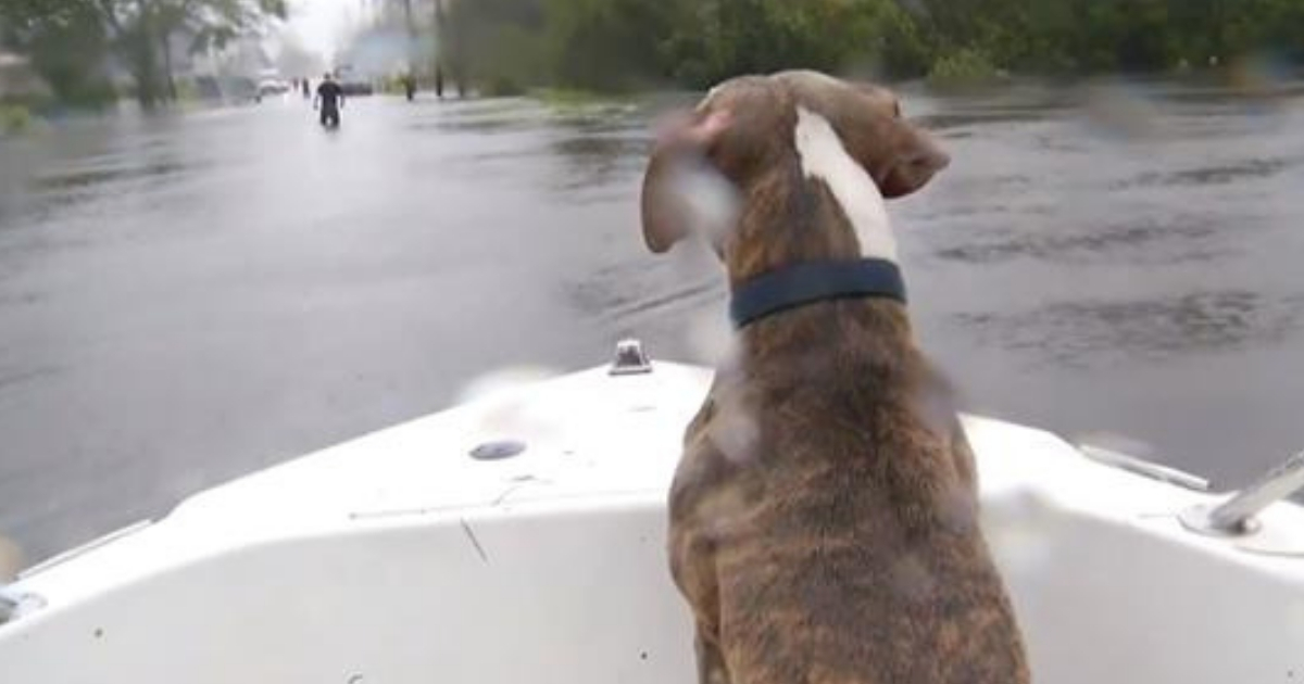 Dog in boat looking out over flood waters.