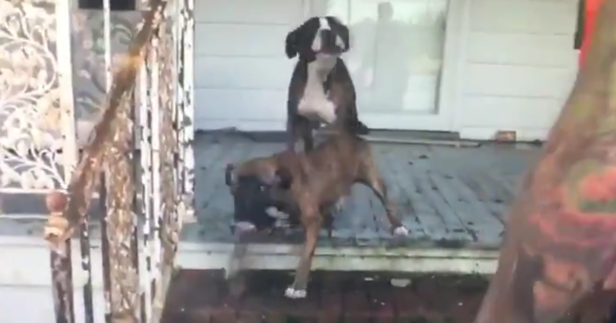 Dogs stuck on a porch surrounded by water.