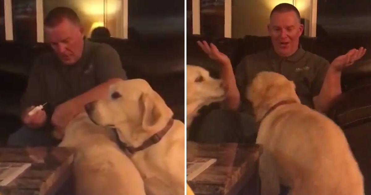 One dog receives medicinal ear drops and the other wants them too.